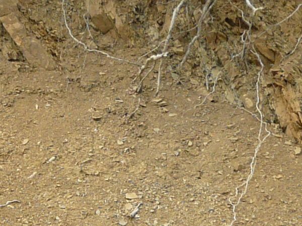 Dirt texture with tangled white roots, severed branches and green foliage